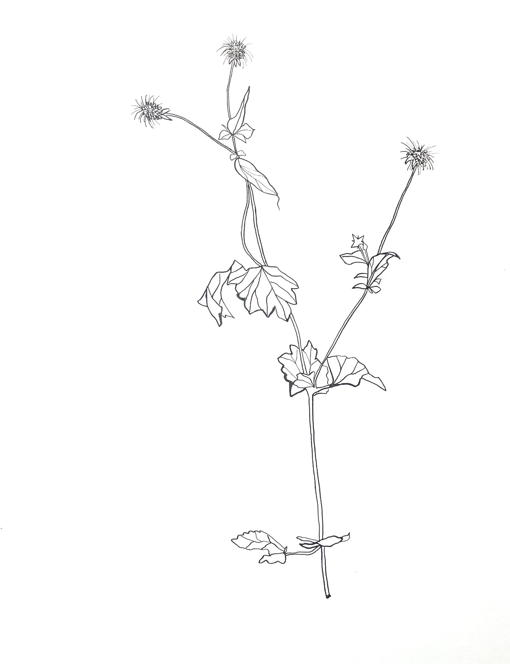 Big Botanicals - Foto