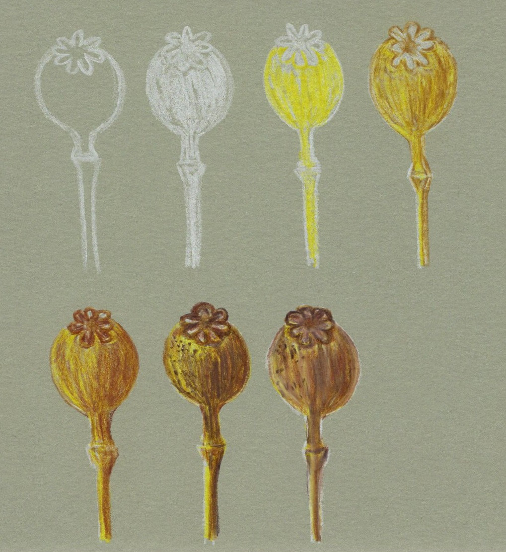 Forever Flowers - Foto