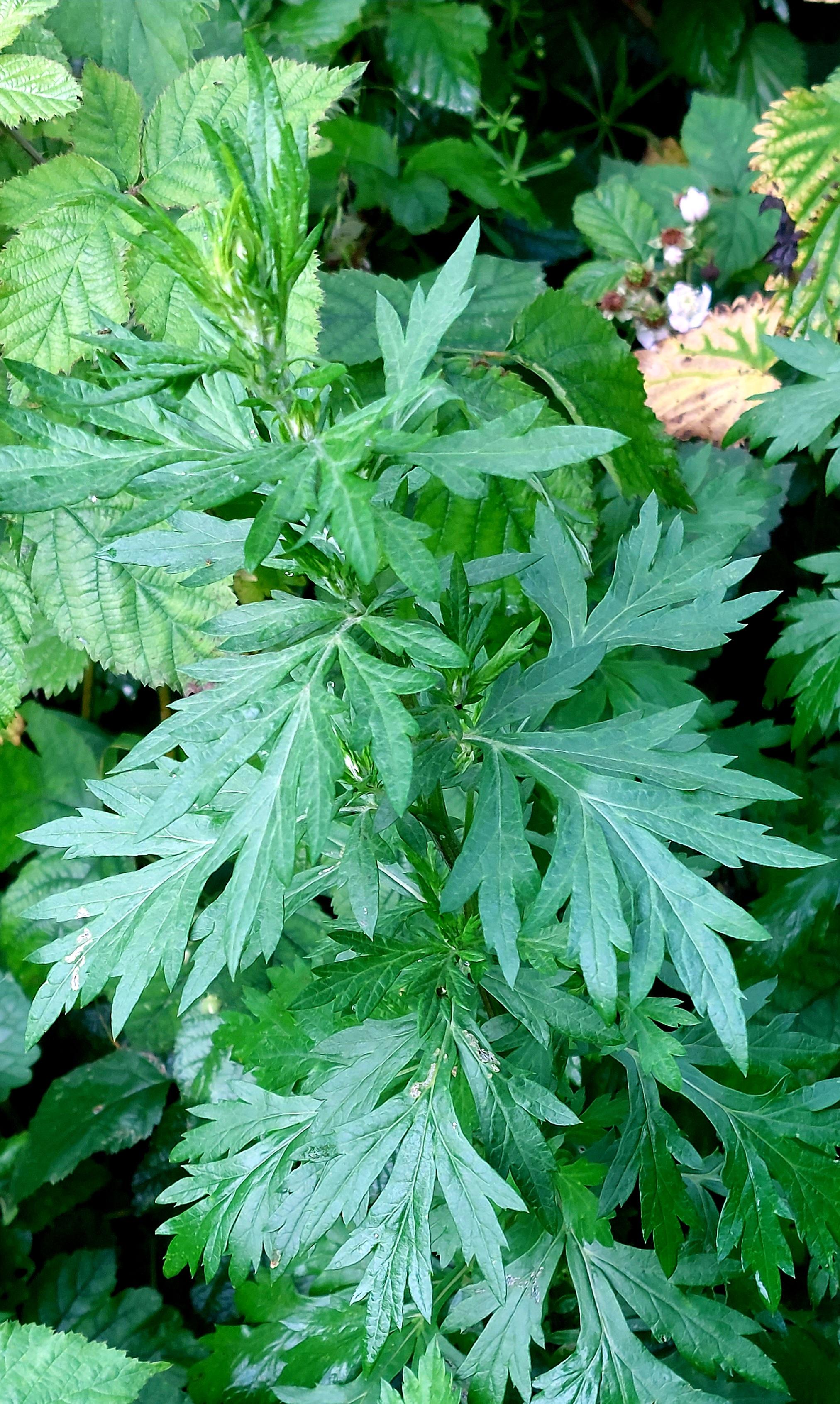 Forest shampoo bar - Foto