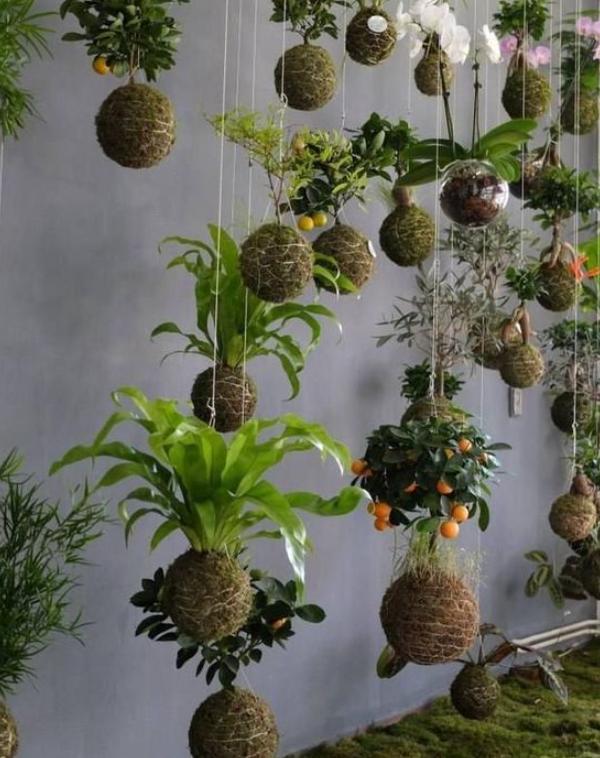 Kokedama's - Foto