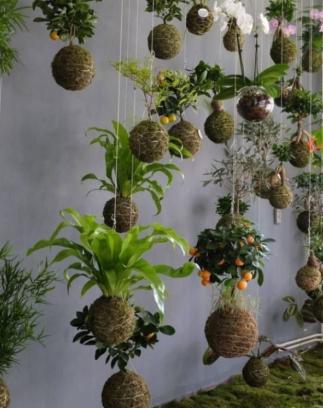 Kokedama's