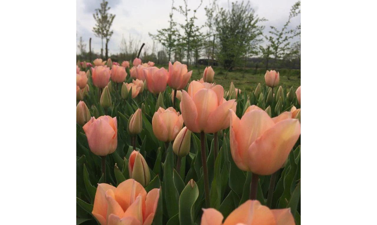 Tulpen tekenen & schilderen - Foto