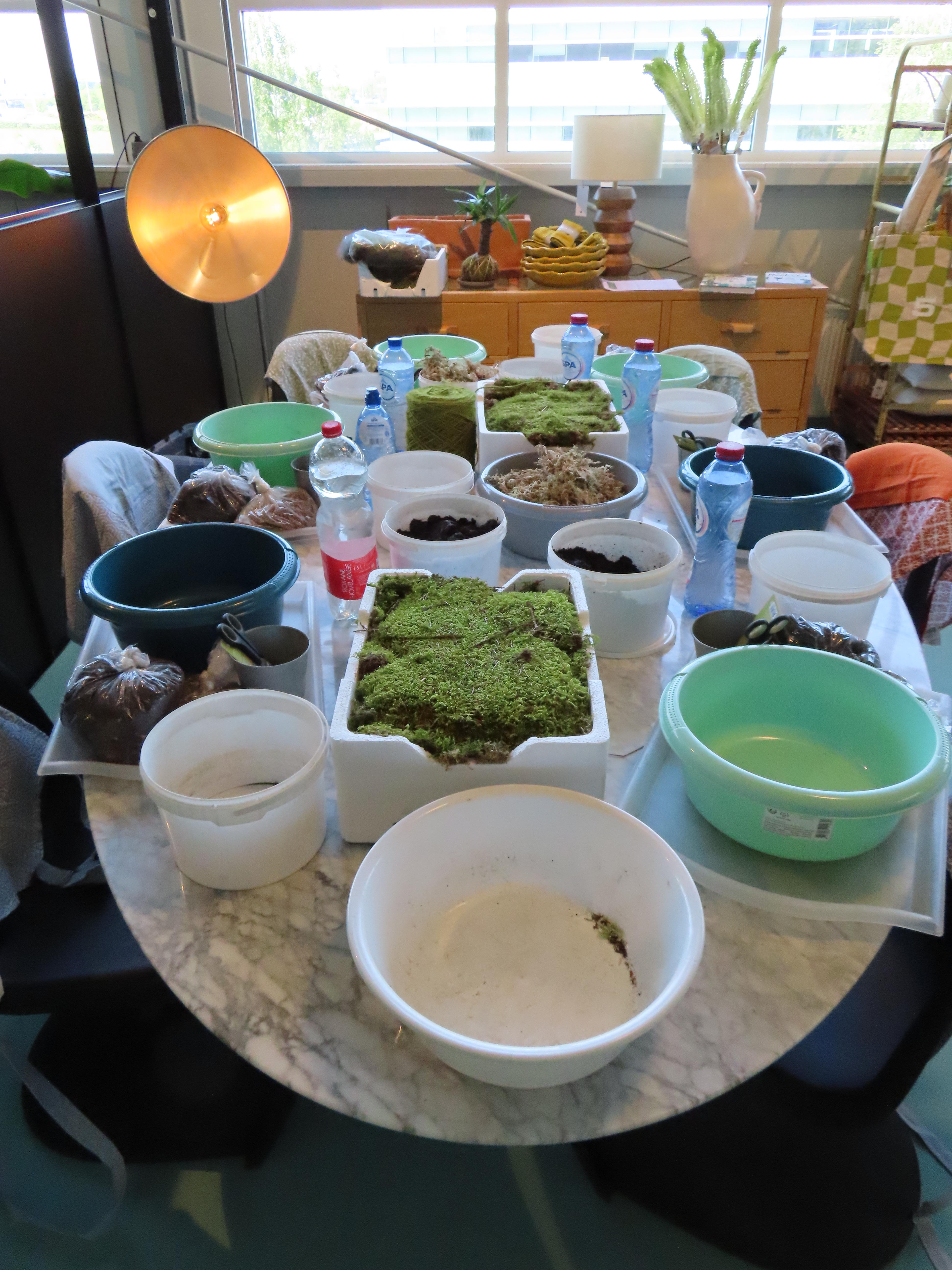 Workshop Kokedama's Japanse plantenkunst - Foto