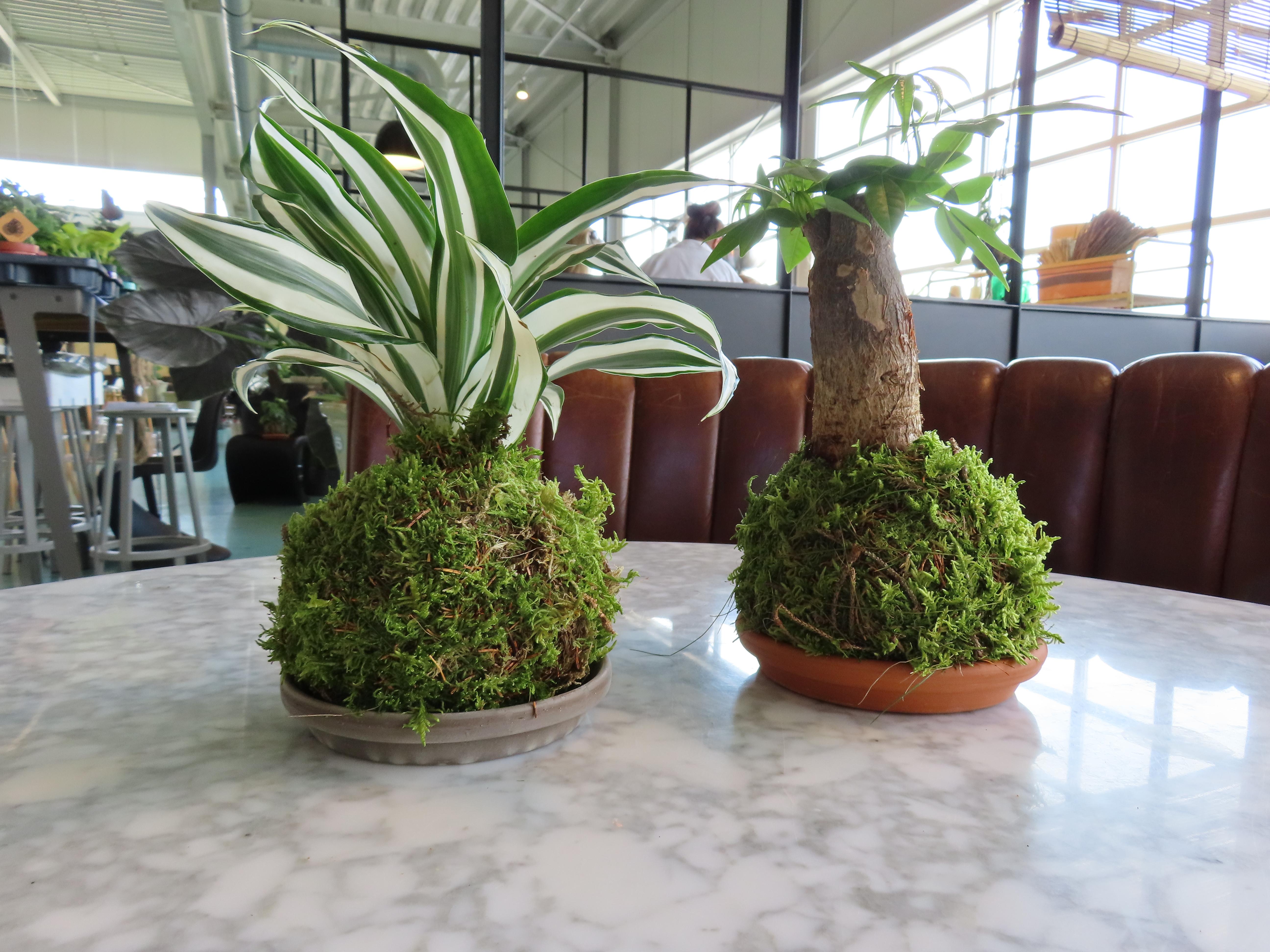 Workshop Kokedama's Japanse plantenkunst - Foto