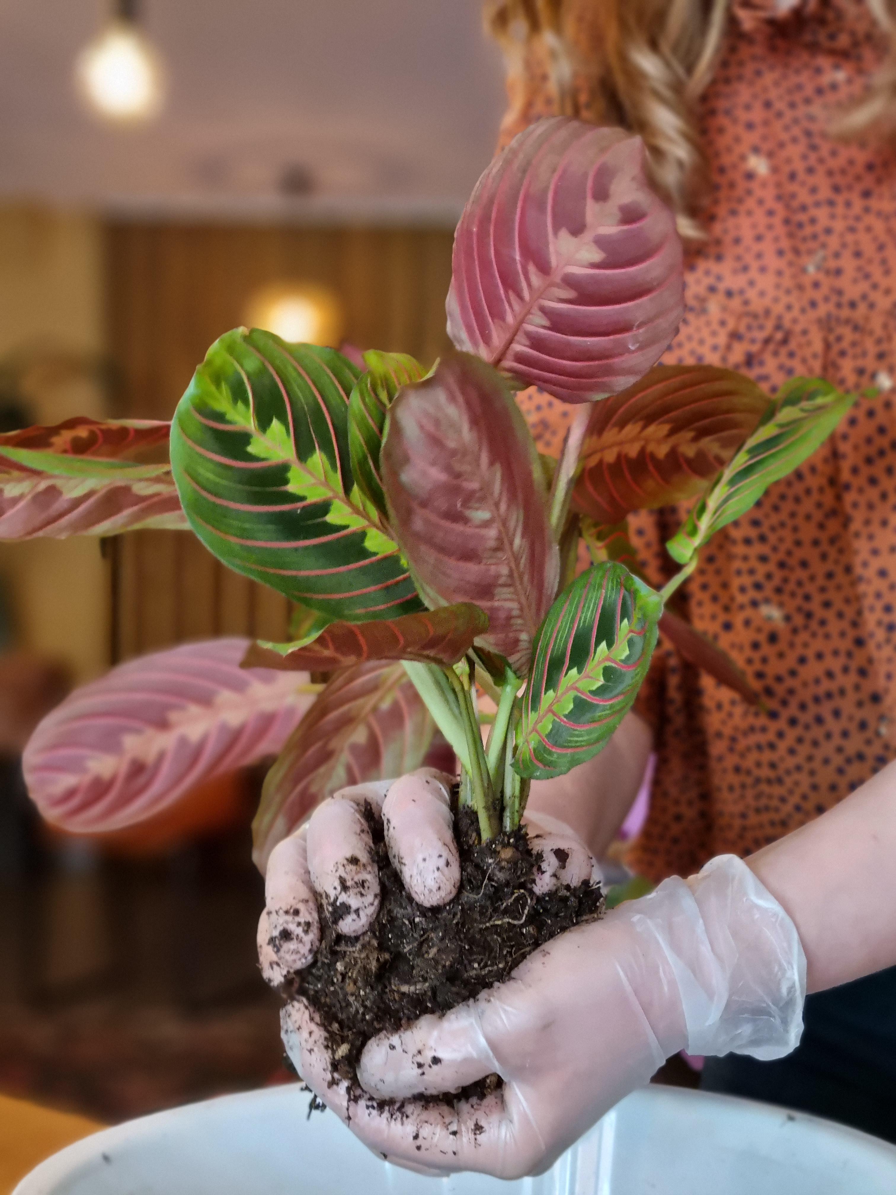 Workshop Kokedama's Japanse plantenkunst - Foto