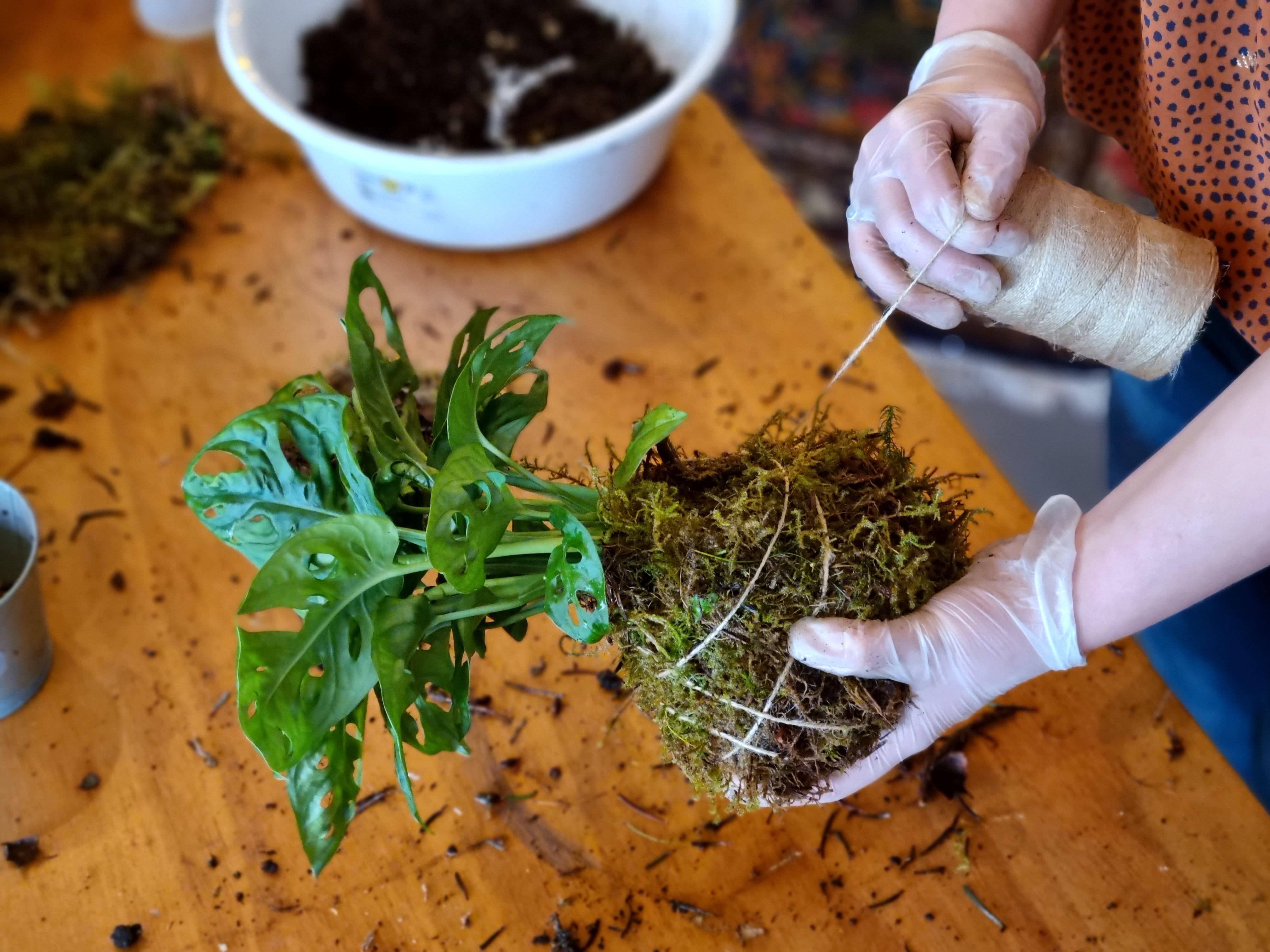 Workshop Kokedama's Japanse plantenkunst - Foto