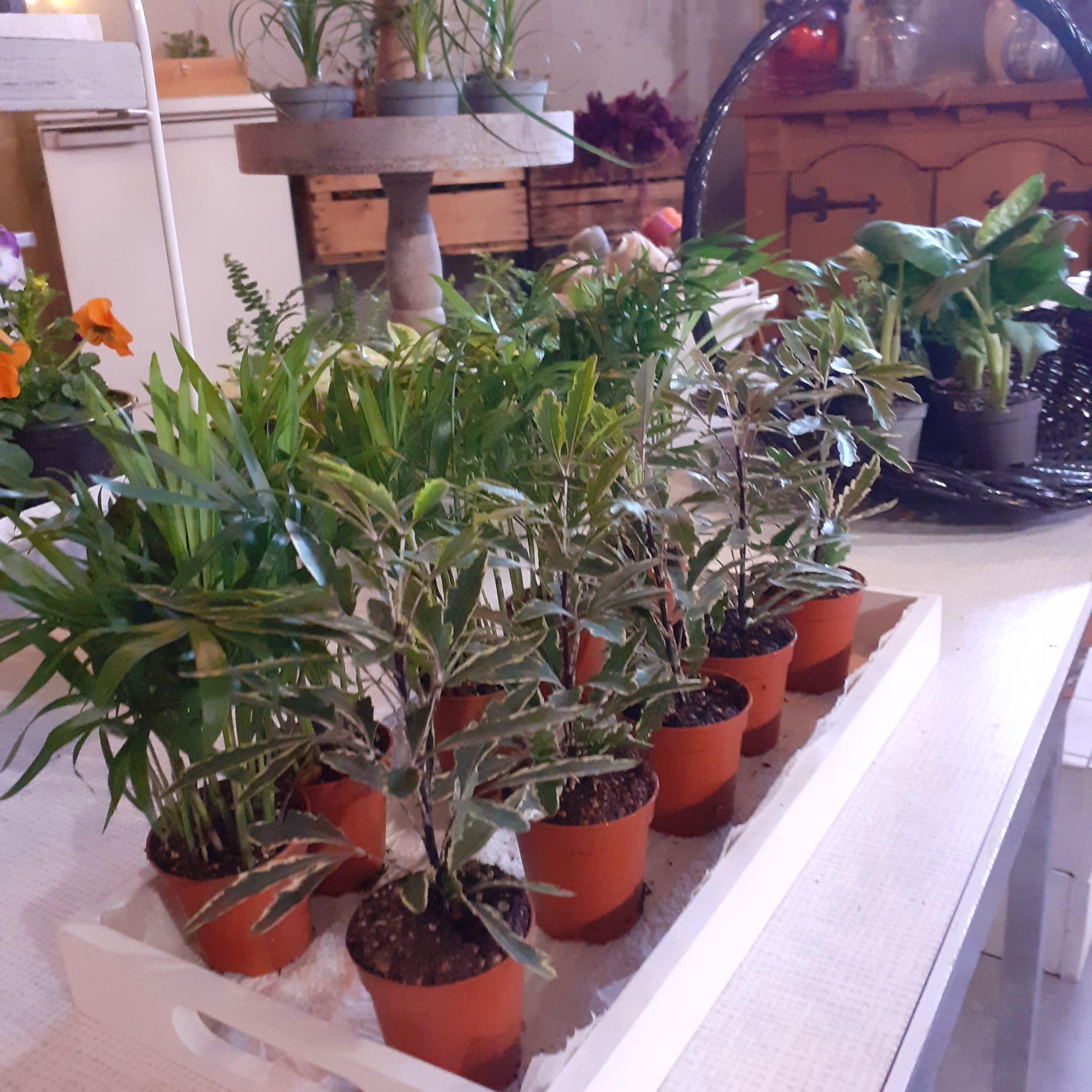 Privé workshop Kokedama maken - Foto