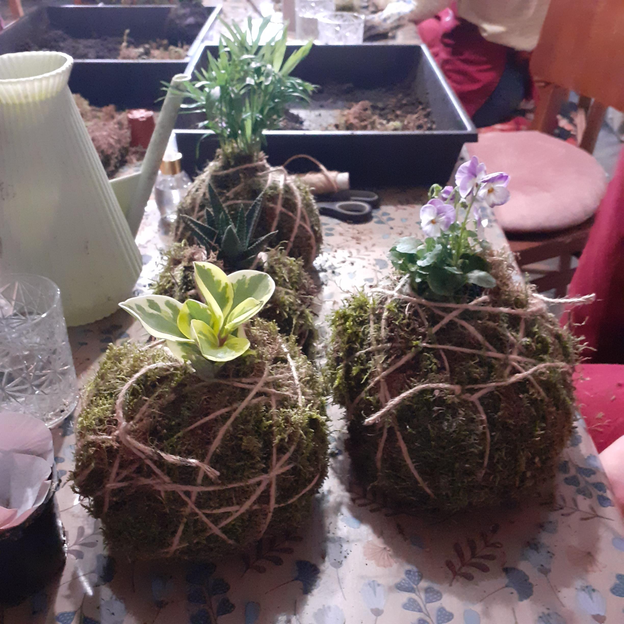 Privé workshop Kokedama maken - Foto