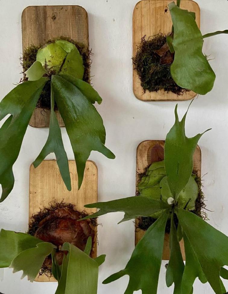 Maak een hangende plant op hout (mounted plant) - Foto