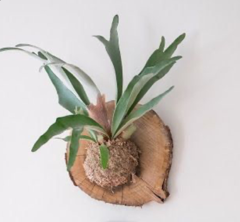 Maak een hangende plant op hout (mounted plant)