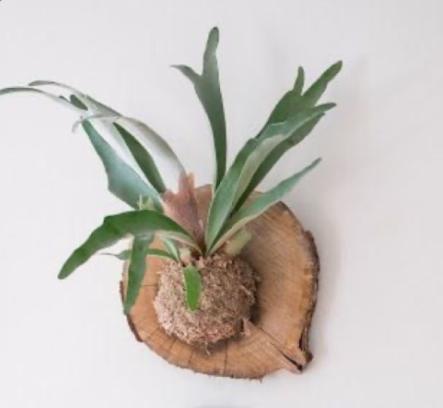 Maak een hangende plant op hout (mounted plant)