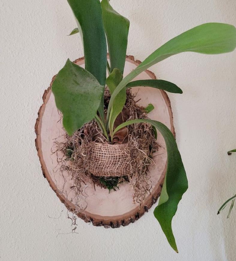 Maak een hangende plant op hout (mounted plant) - Foto
