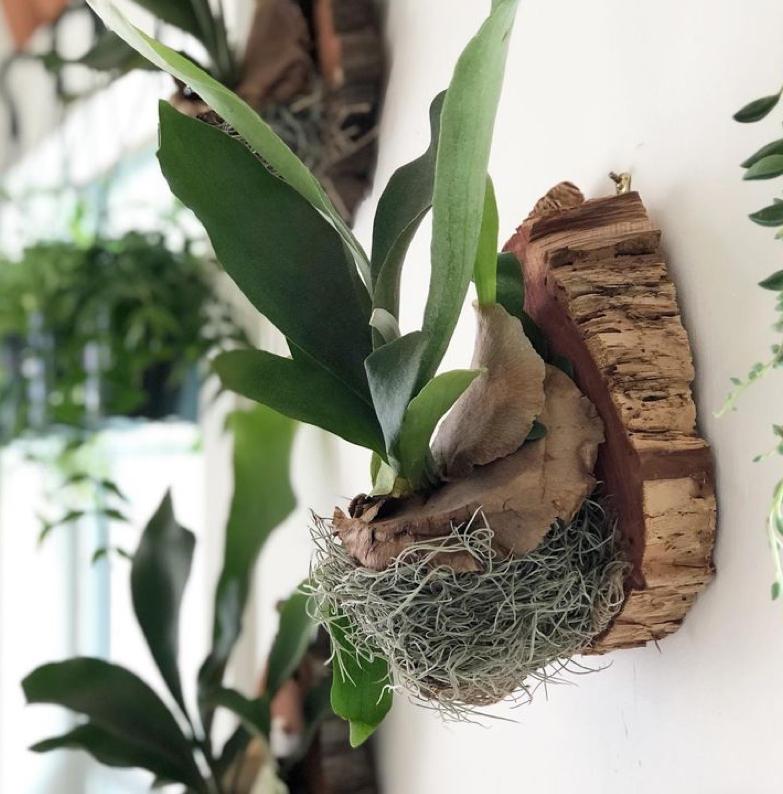 Maak een hangende plant op hout (mounted plant) - Foto