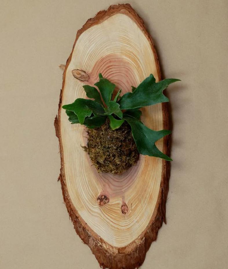 Maak een hangende plant op hout (mounted plant) - Foto