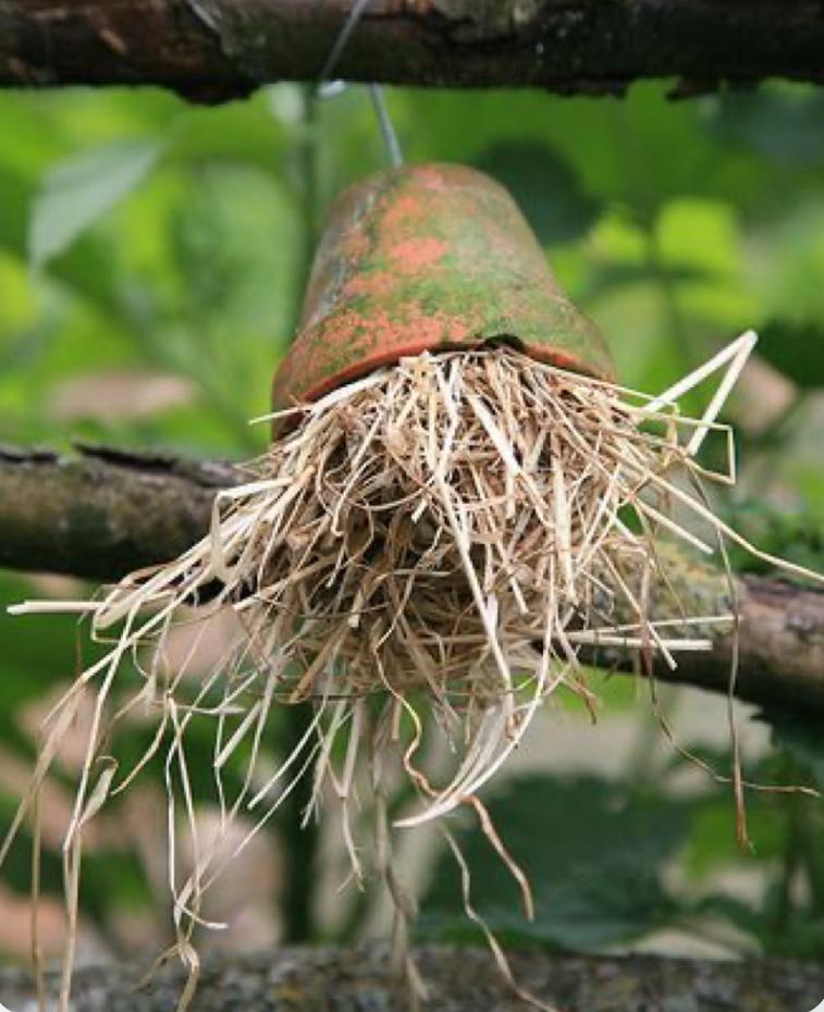 Mini Natuurproject – Creëer je eigen huisje voor nuttige insecten 🐝 - Foto