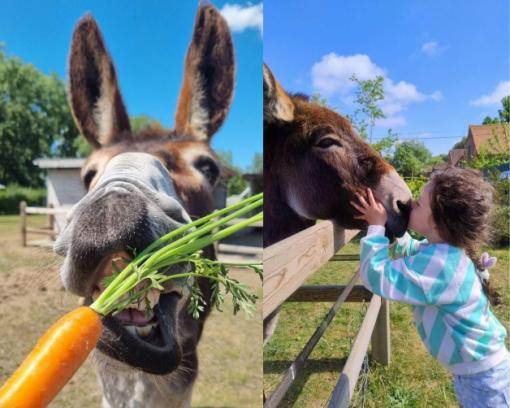 Duo workshop gummibeertjes maken en ezels knuffelen