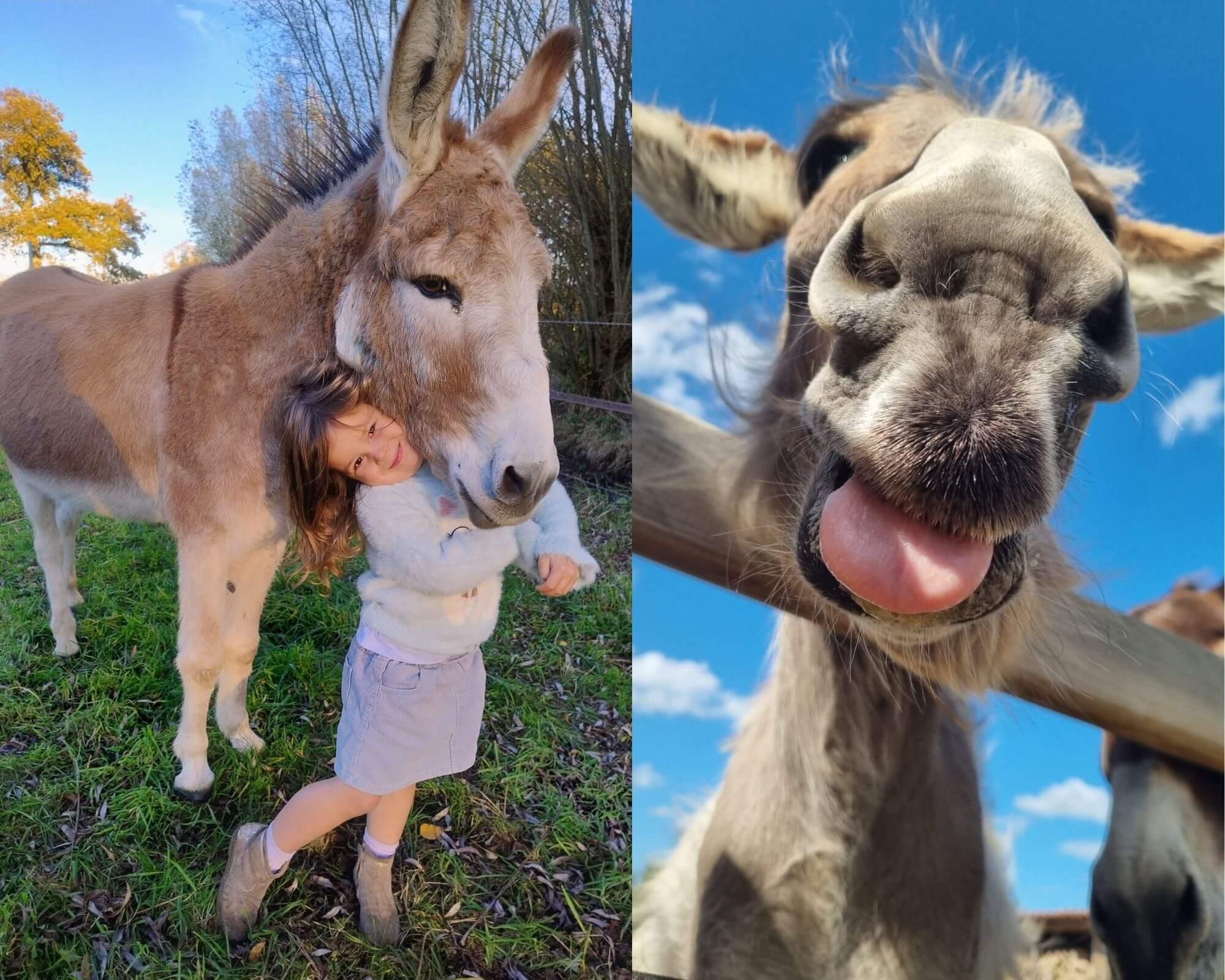 Duo workshop gummibeertjes maken en ezels knuffelen - Foto