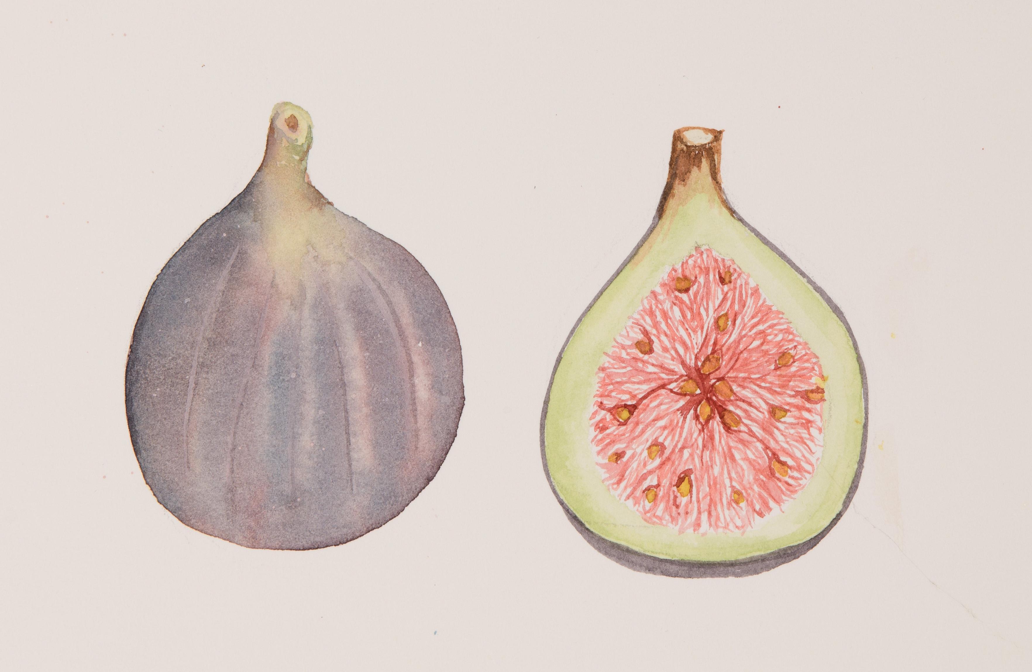 Aquarellen van zomers fruit voor beginners - Foto