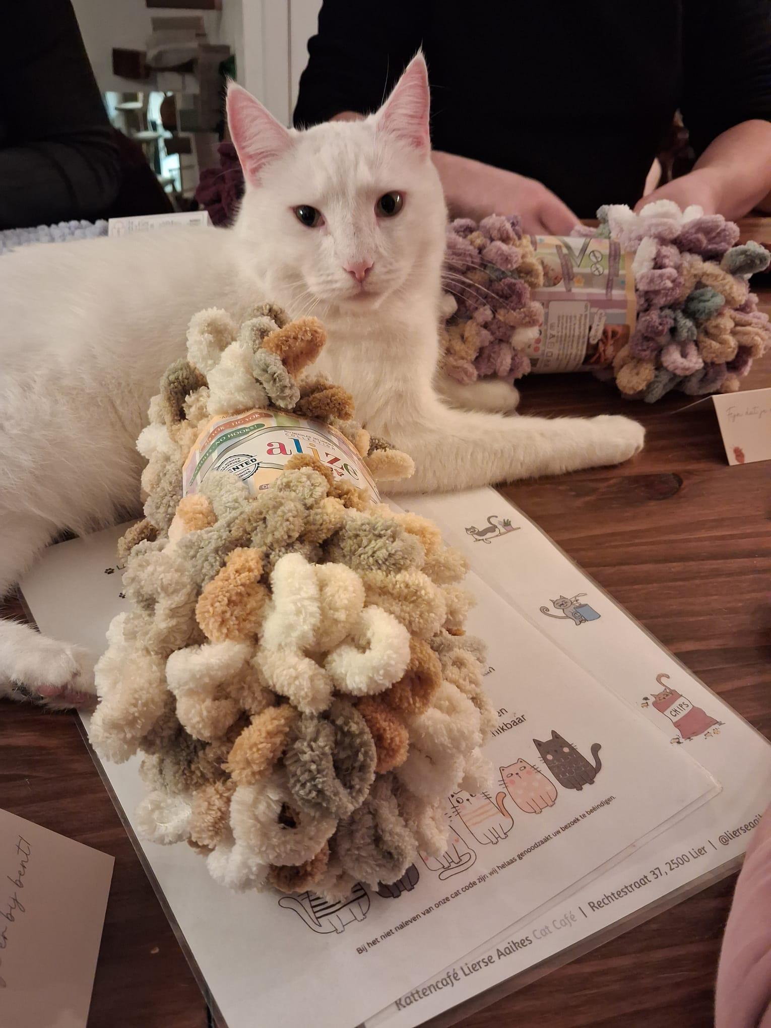 🐾 Lusjes, wol & kattenknuffels – kattendekentje handbreien in Poescafé - Foto
