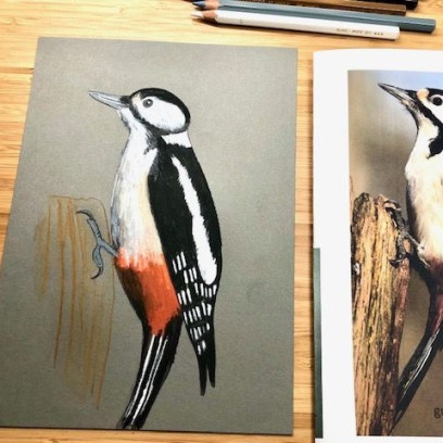 Online cursus. Vogels tekenen met aquarelpotlood