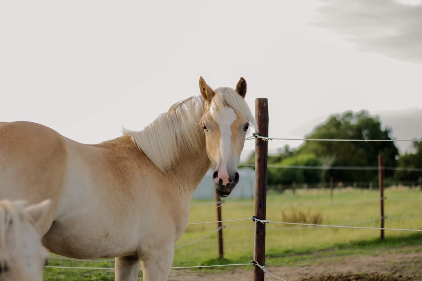 Workshop Paarden Teambuilding