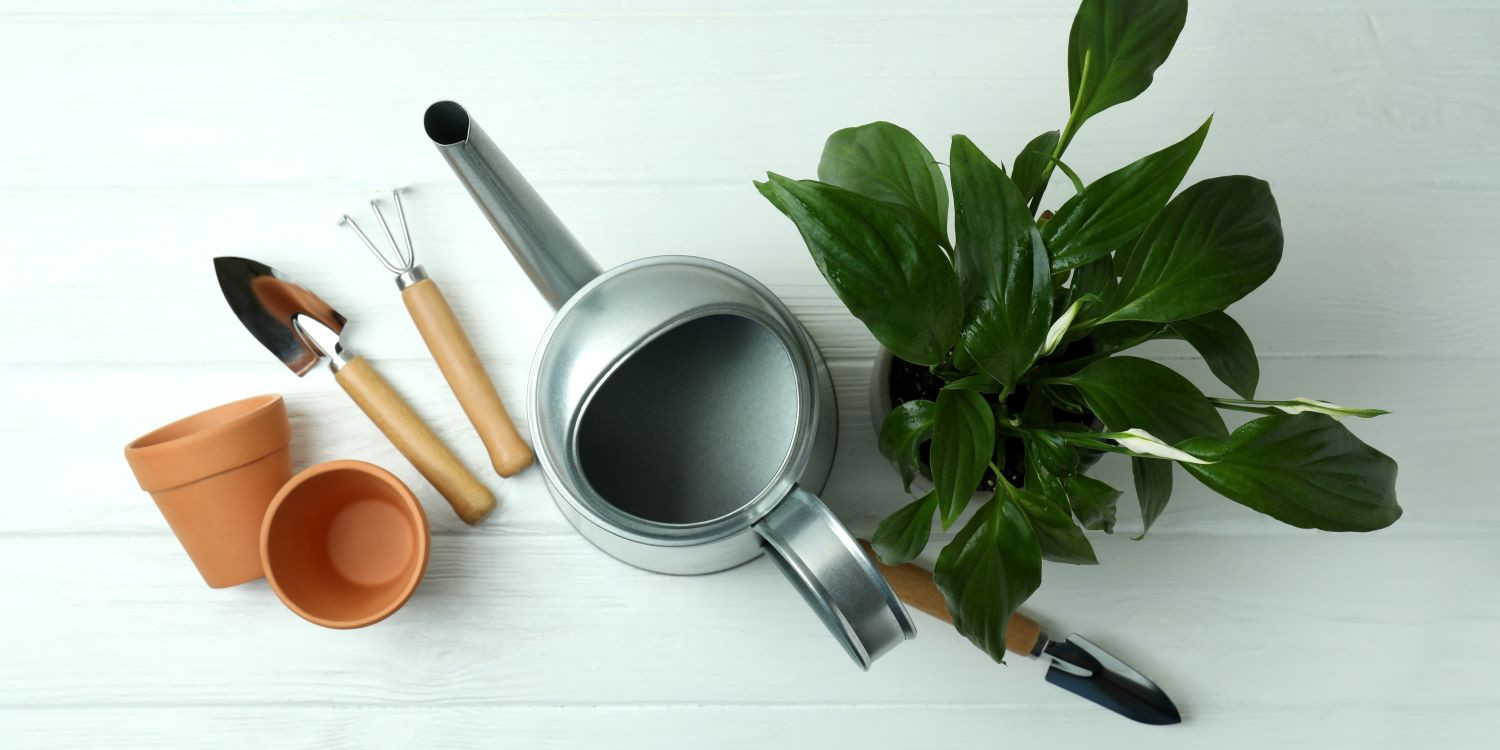 Workshop Urban Jungle - Basic plantcare - Foto