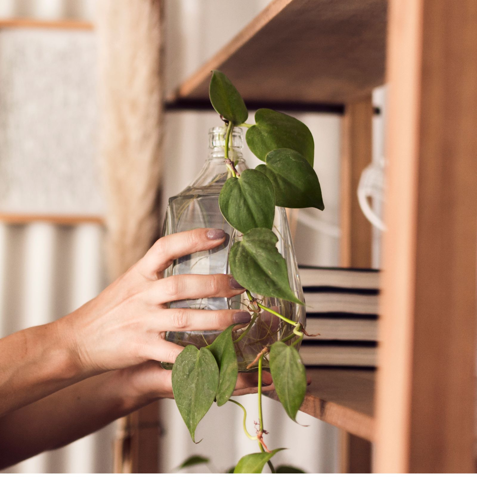 Workshop Urban Jungle - Basic plantcare - Foto