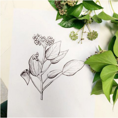 DIY pakket. Wildplukken & illustreren - workshop