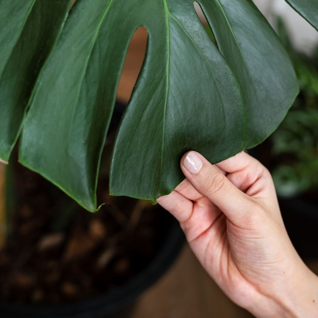 Workshop Urban Jungle - Basic plantcare - Foto