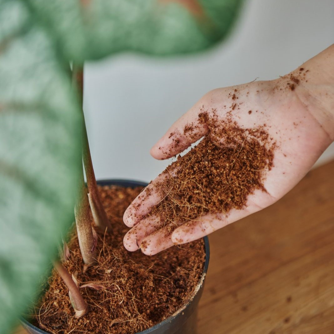 Workshop Urban Jungle - Basic plantcare - Foto