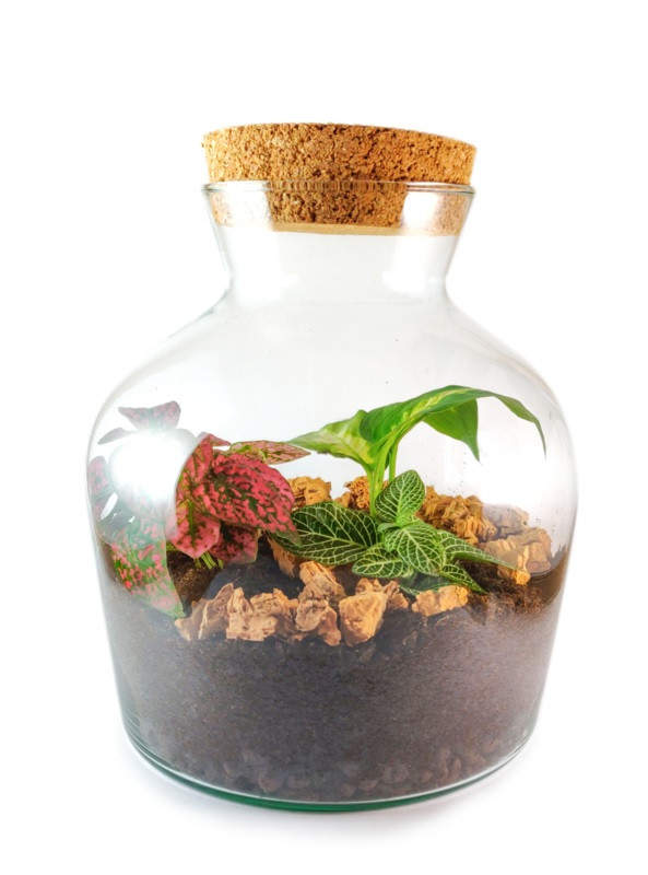 Workshop Plantenterrarium - Foto