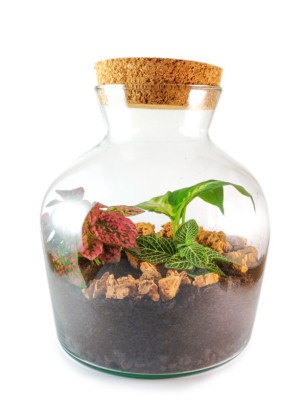 Workshop Plantenterrarium