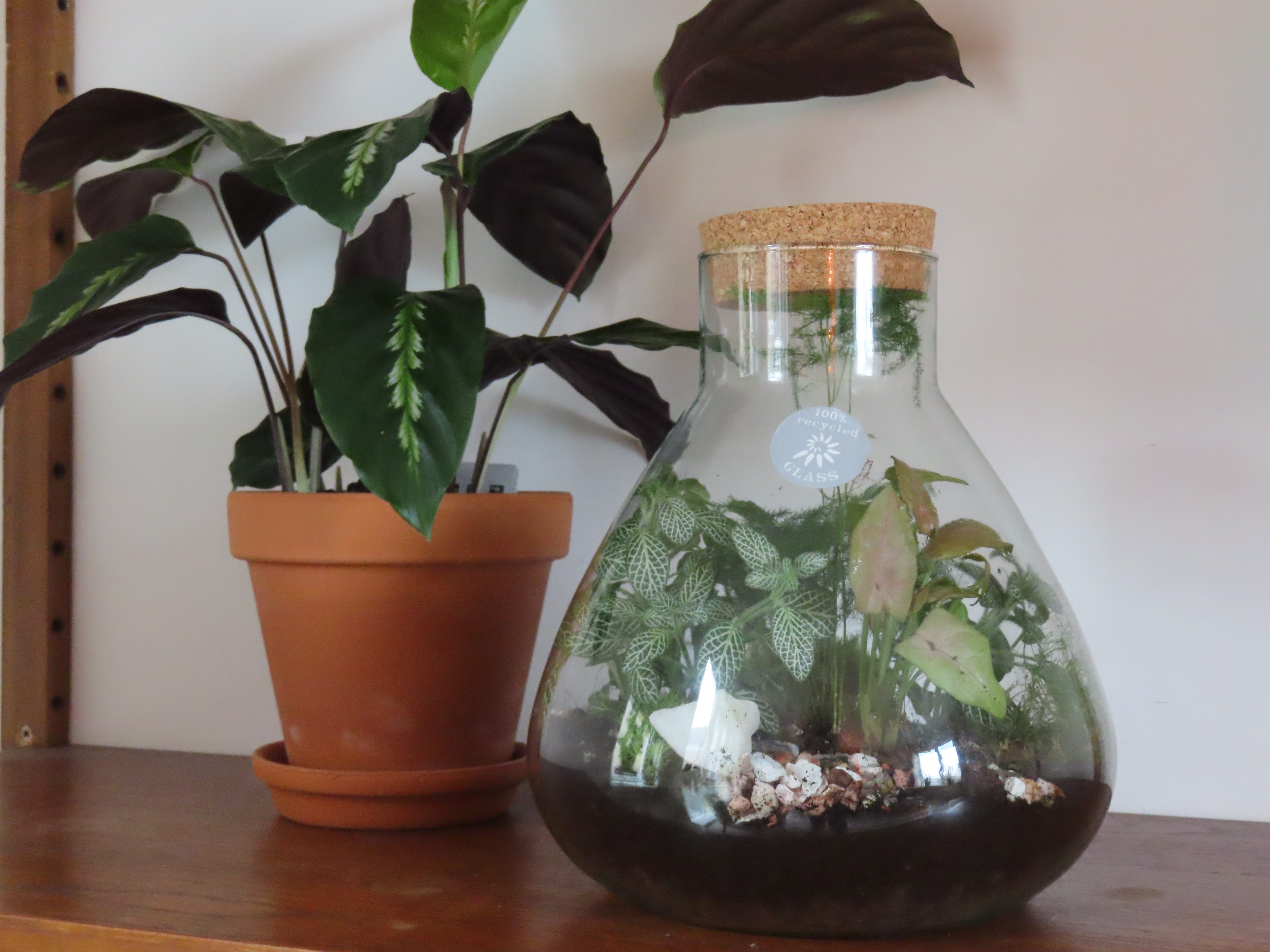 Workshop Ecosysteem maken - Foto