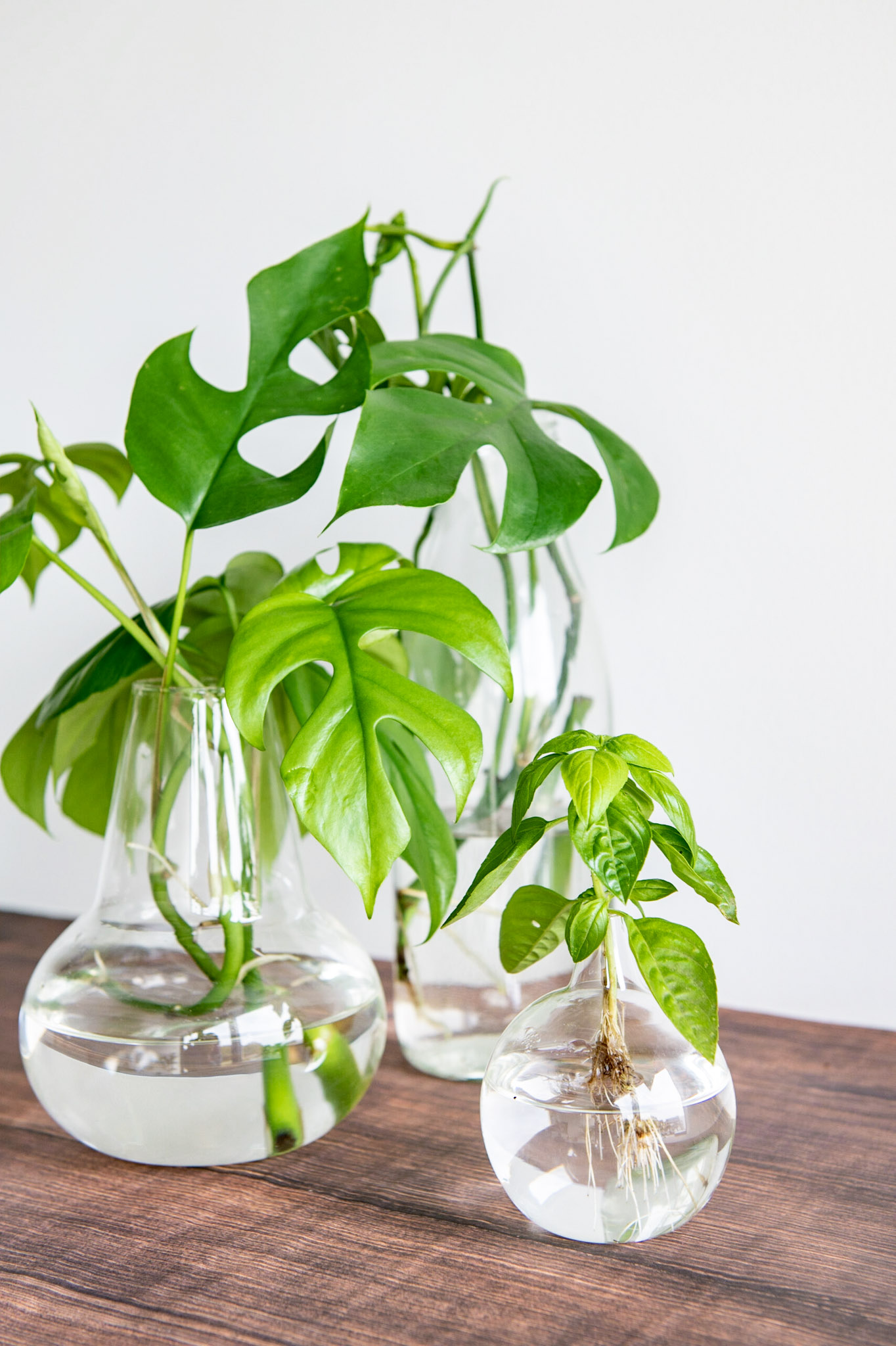 Workshop planten stekken en vermeerderen - Foto