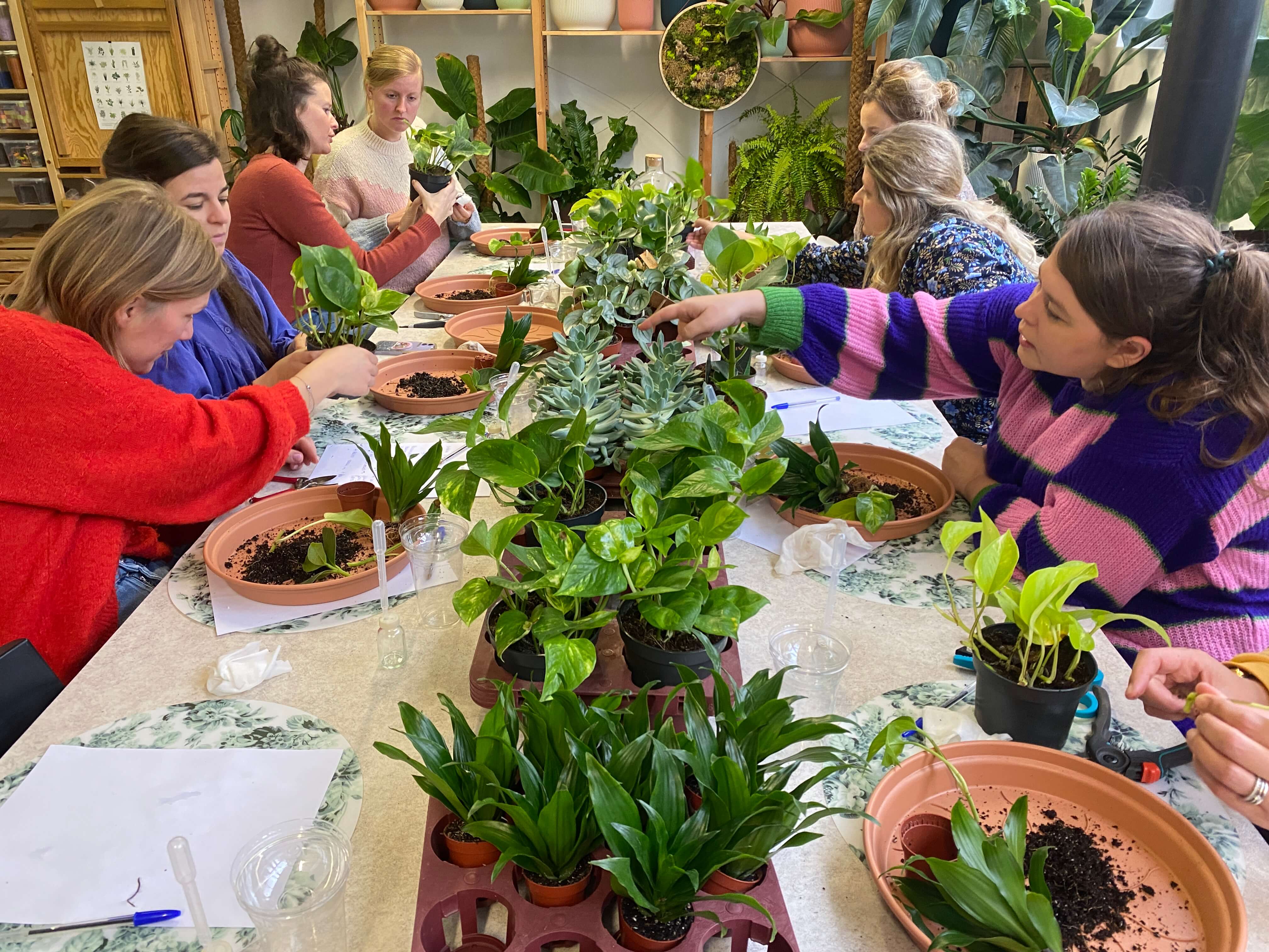 Workshop planten stekken en vermeerderen - Foto