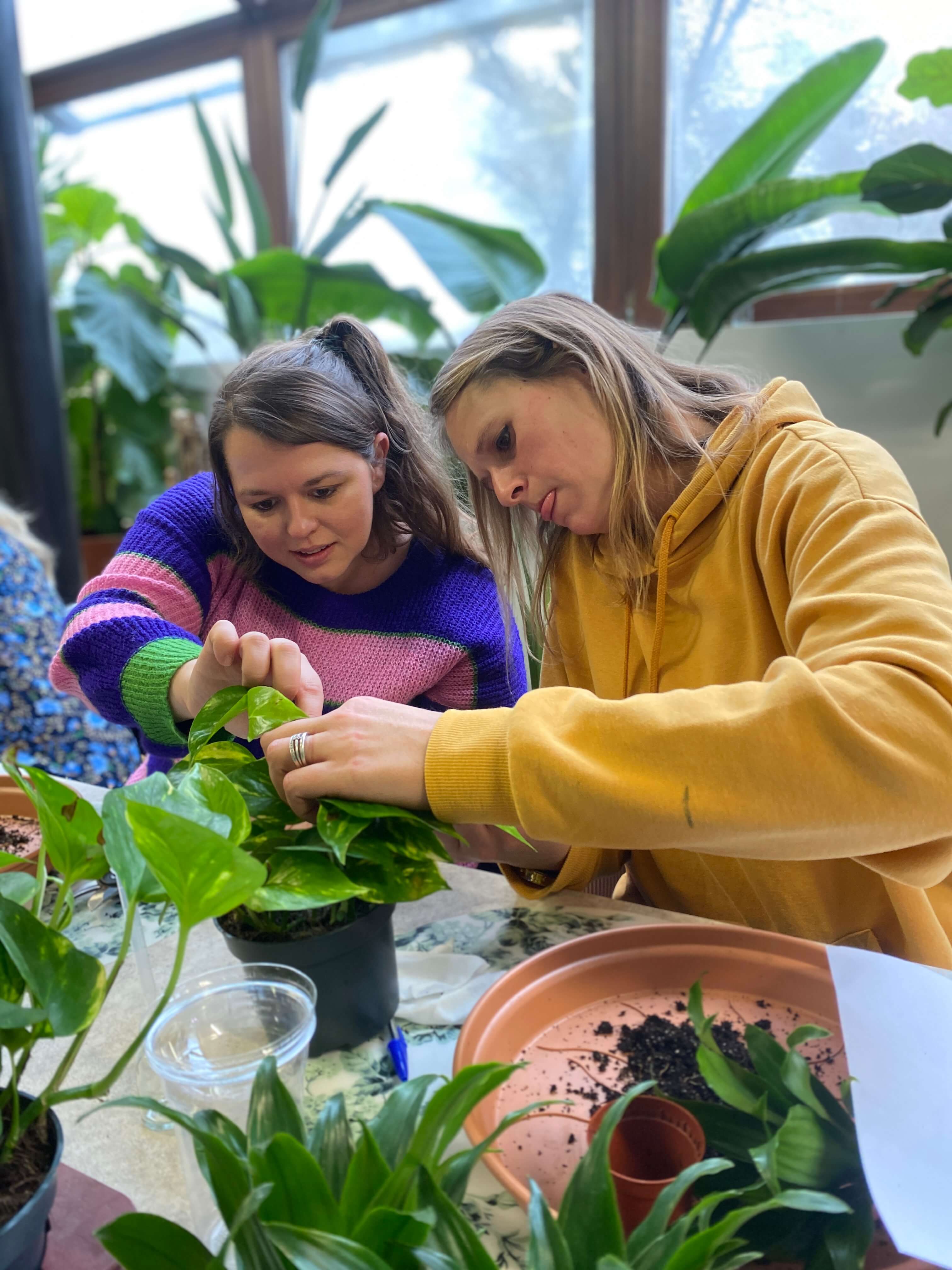 Workshop planten stekken en vermeerderen - Foto